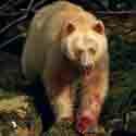 Great Bear Rainforest